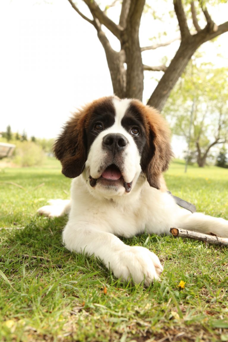 Contact K9 Choice Foods