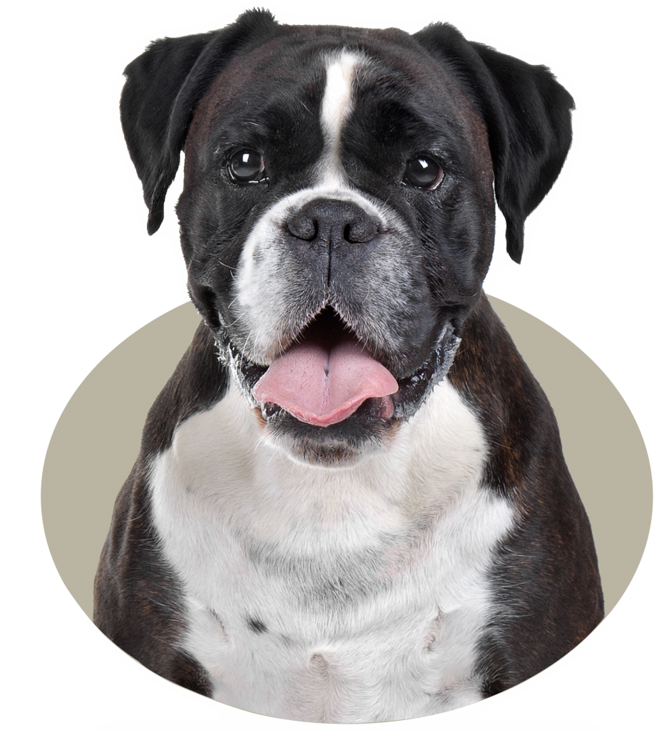 Bones - K9 Choice Foods