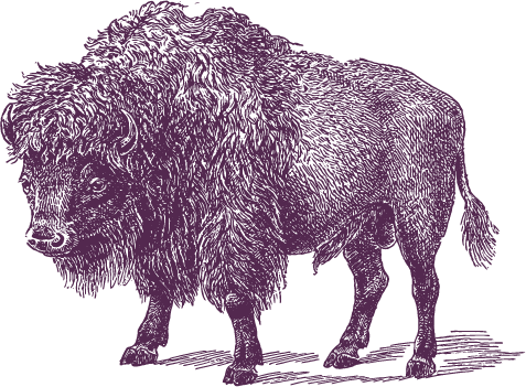 illo_buffalo_17 purple
